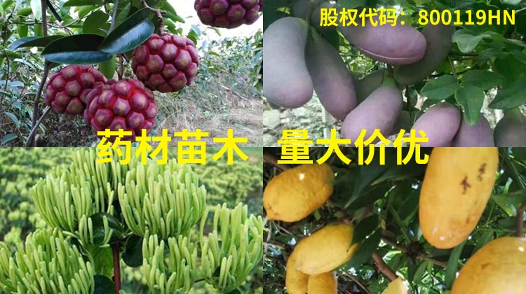 美味佳瑤